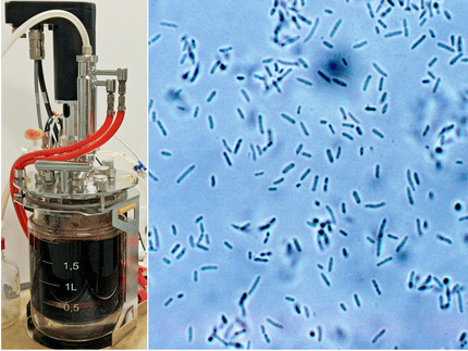 Links: Ein Bioreaktor, in dem Saft im Rahmen der Forschungsarbeiten fermentiert wird. Rechts: Die Gluconsäure-bildenden Bakterien der Spezies Bombella, die für die Untersuchungen eingesetzt werden