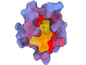 Reichlich vorhandene 'Geheimtüren' in menschlichen Proteinen könnten die Arzneimittelforschung neu gestalten