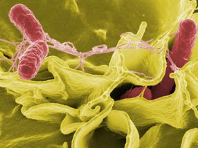 EU-Behörden untersuchen Salmonellen-Ausbruch