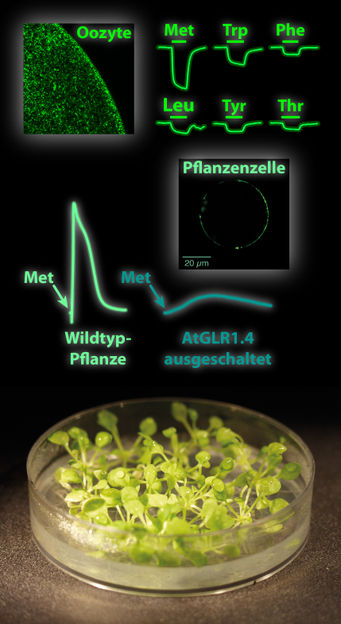 © Daniel Tapken, Lehrstuhl für Biochemie I – Rezeptorbiochemie