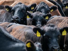 Forschung zeigt, dass die Angabe "ohne Antibiotika aufgewachsen" bei Rindern nicht korrekt ist