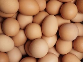 Statistik: Fast jeden Tag ein Ei pro Huhn in Deutschland
