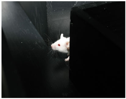 Todesrezeptor steuert GehirnRegeneration