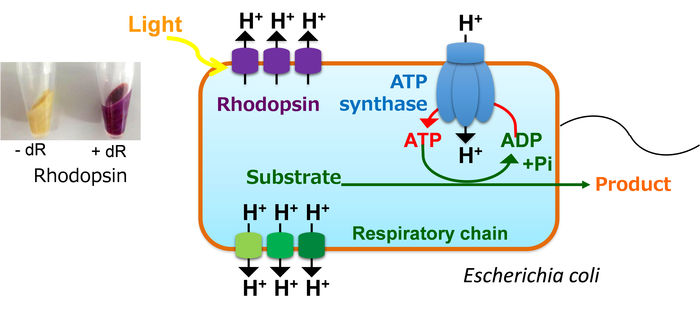 Les microbes alimentés par la lumière sont des usines chimiques super-productives - Une nouvelle méthode permet aux bactéries d'utiliser la lumière comme énergie externe pour accélérer la bioproduction de composés cibles sans perturber le métabolisme naturel du micro-organisme hôte.