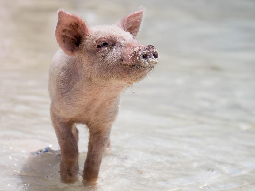 Fleisch ohne Kühe und Schweine - Experten züchten im Labor künstliches Fleisch aus isolierten tierischen Zellen. Das «Fleisch» dazu spuckt ein 3D-Drucker aus. Wie bitte?