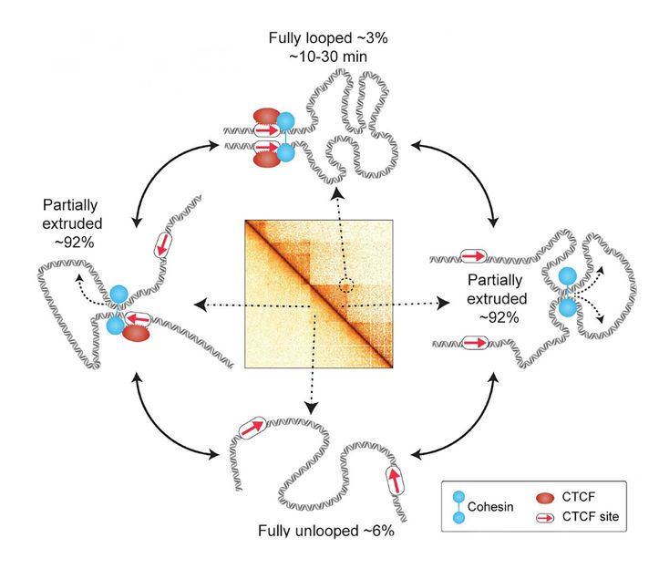 © Gabriele et al., Science