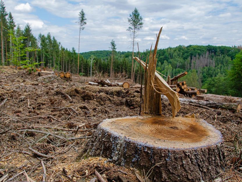 Waldzerstörung im Einkaufskorb - WWF-Entwaldungs-Scorecard für Unternehmen zeigt mangelnde Lieferkettentransparenz bei Risikorohstoffen