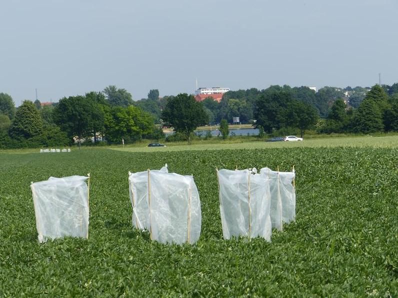 Bohnenanbau in vielfältigen Agrarlandschaften fördert Bienen und steigert Ertrag - Bestäubung durch Insekten ist essenziell für die Produktion vieler Nahrungspflanzen