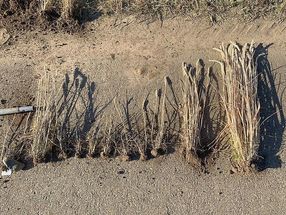 Varying degrees of wheat dwarfing virus symptoms in infected plants. The wheat on the far right is symptom-free.