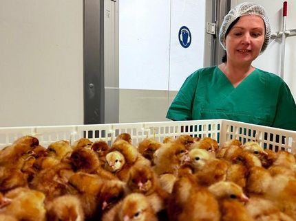 Professorin Helene Dörksen mit männlichen Küken. Das Foto entstand vor kurzem in einer Brüterei bei Cuxhaven, die bereits jetzt ein Verfahren zur Geschlechterbestimmung von Embryonen in Hühnereiern am 13. Bruttag anwendet.