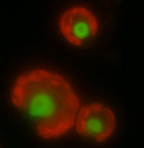 Fischen im Proteinmeer - Zusammensetzung von Spleißkomplex in Chloroplasten erstmals identifiziert