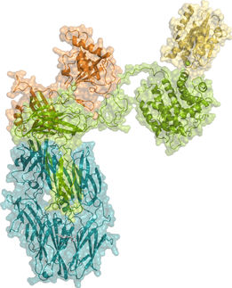 How immune system cells recognize label that marks pathogens for destruction