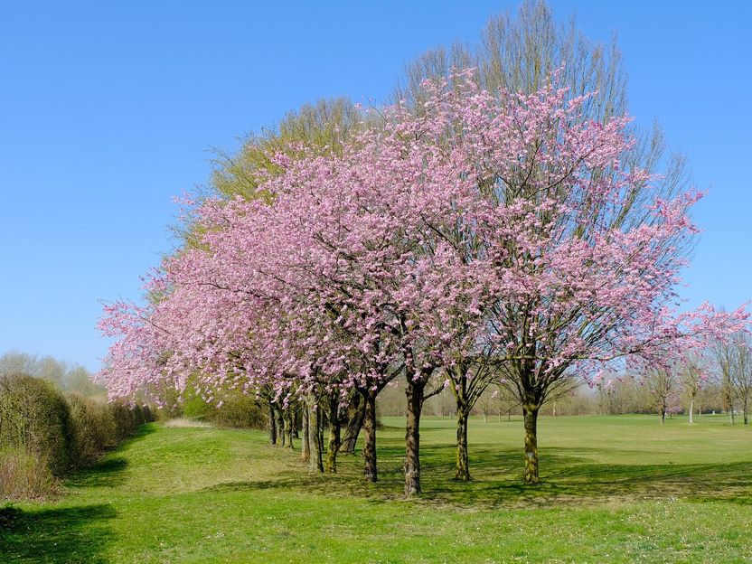 Nach der Kirschblüte lauert die Essigfliege