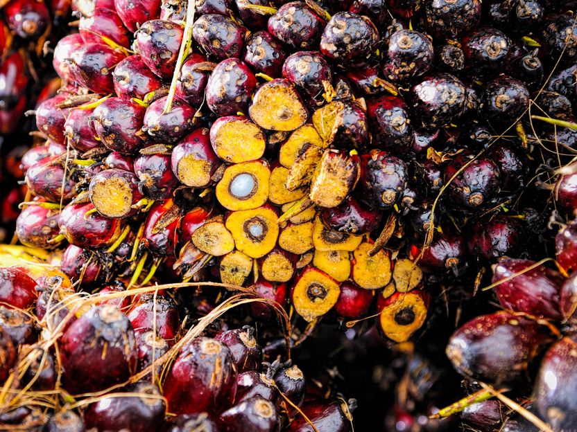 Indonesia announces palm oil export ban