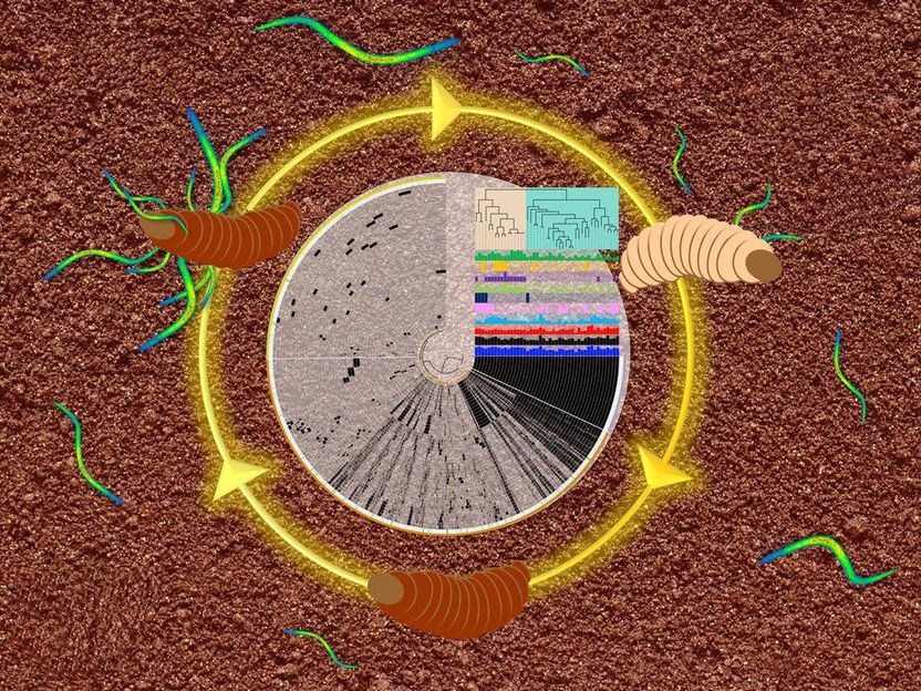 Naturstoffschätze im Organismen-Dreieck - Umfassende Analyse der Genomsequenzen insektenpathogener Bakterien offenbart eine Fülle einzigartiger bioaktiver Naturstoffe