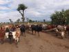 Pour atteindre les objectifs climatiques, - la forte consommation de viande doit être réduite, surtout dans les pays industrialisés. En revanche, dans les pays du Sud (ici en Éthiopie), la possession de bétail constitue un moyen de subsistance pour de nombreuses personnes.