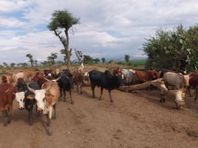 Um die Klimaziele zu erreichen, - muss der hohe Fleischkonsum vor allem in den Industrieländern reduziert werden. Dagegen ist im Globalen Süden (hier in Äthiopien) für viele Menschen der Besitz von Vieh existenzsichernd.
