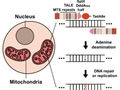 Eine neue Ära der mitochondrialen Genom-Editierung hat begonnen