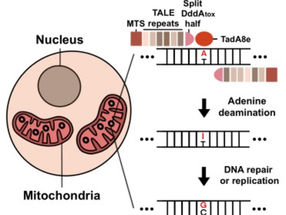 A new era of mitochondrial genome editing has begun