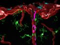 Neue Erkenntnisse zur Entstehung des Immunsystems im Gehirn