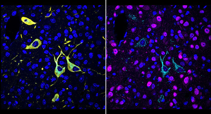 Scripps Research