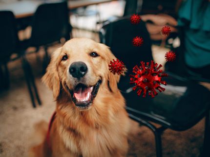 El coronavirus de los perros salta a los humanos