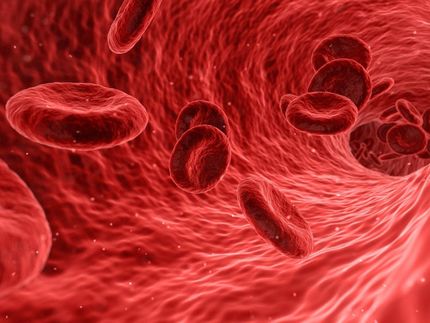 Comment les cellules souches du sang restent intactes toute une vie