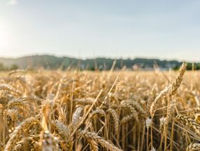 Teufelskreis aus Angst und Gier treibt Weizenpreise