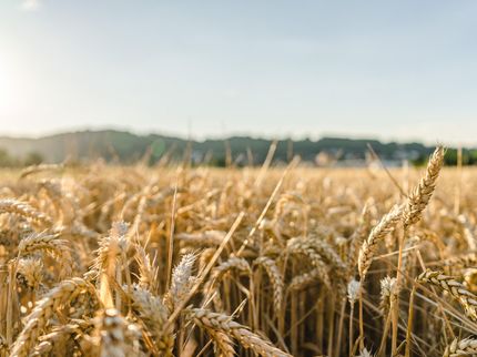 Teufelskreis aus Angst und Gier treibt Weizenpreise