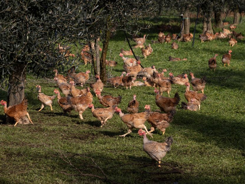 FAO-Lebensmittelpreisindex gibt im April nach - Pflanzenöl- und Maispreise gehen nach dem jüngsten Anstieg leicht zurück, während die Preise für Reis, Fleisch, Milchprodukte und Zucker leicht steigen und sich die Aussichten für den Welthandel eintrüben