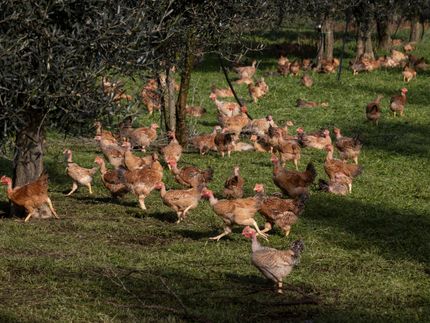 Pollos en Italia.