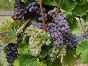 Lured the experts onto the wrong track at first: the spontaneous reversion of the Red Riesling to partially white grapes.