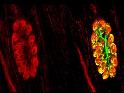 Toxoplasmose : propagation du parasite dans la cellule hôte arrêtée
