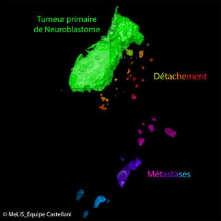 Des cellules saines peuvent influencer la progression de tumeurs lors du développement de l’embryon