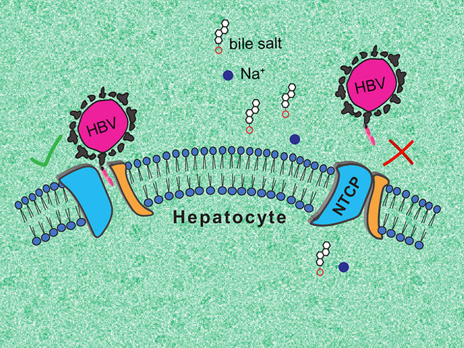 Hepatitis: 3D-Strukturbestimmung des "Tores" zur Leber