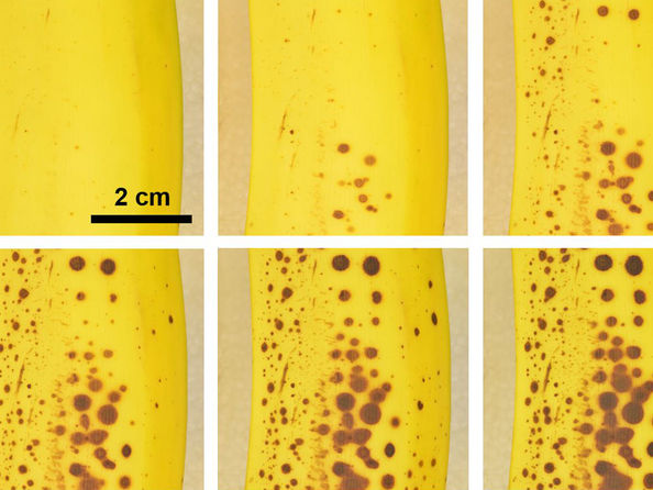 Forschung mit einem Peeling - FSU-Studie über die Bräunung von Bananen könnte zur Bekämpfung der Lebensmittelverschwendung beitragen