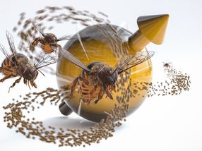 Quantensysteme und Bienenflug