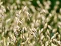 The oat genome unlocks the unique health benefits of oats