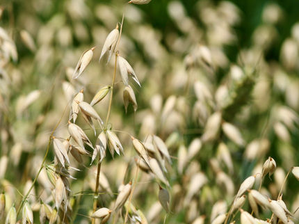 Oat reference genome: Insights into a uniquely healthy cereal crop