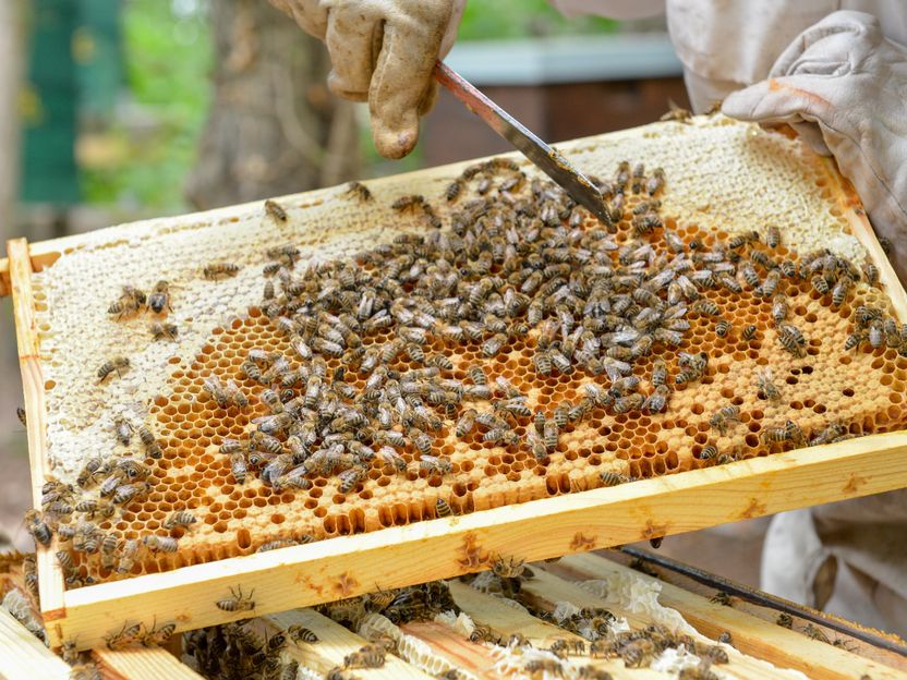 Puedo comer el panal de abeja? - Mejor con Salud