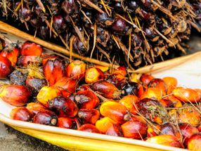 Indonesien hebt Exportverbot für Palmöl nach Protesten wieder auf