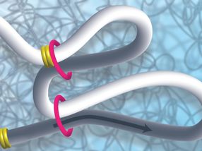 Las moléculas MCM impiden la formación de bucles de ADN