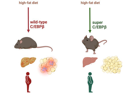 ¿Grasa saludable? El factor de transcripción C/EBPβ influye positivamente en el almacenamiento de grasa