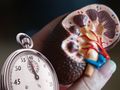 Neue Charité-Ausgründung will akute Nierenschädigung zehnmal schneller erkennen
