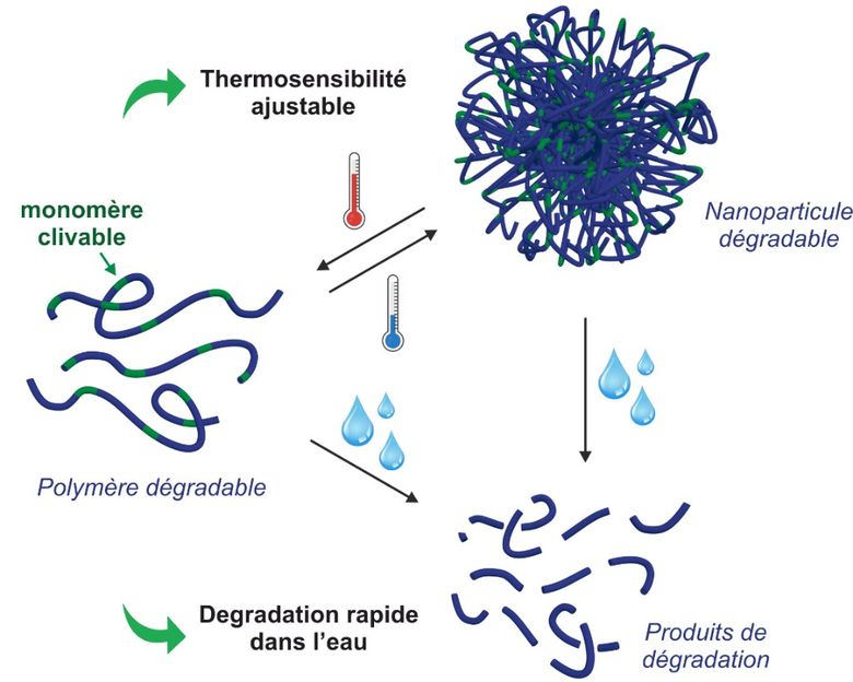 Vers de nouveaux polymères dégradables - Leur dégradation dans l’eau est bien plus rapide que celle des polymères de référence