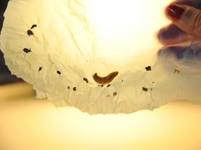 The saliva of the wax moth contains enzymes capable of degrading plastic