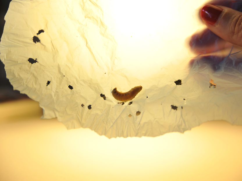 The saliva of the wax moth contains enzymes capable of degrading