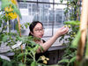 Dr. Jie Li untersucht mit Vitamin D angereicherte Tomaten