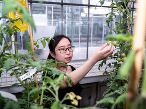 Dr Jie Li examines vitamin D enriched tomatoes