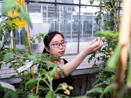 Le Dr Jie Li examine des tomates enrichies en vitamine D